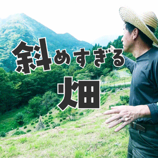 斜め過ぎる畑、知っとるで？